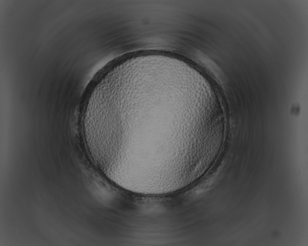 X0000091530875200708311308