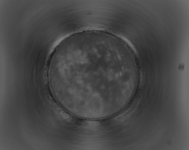 X0000091530878200708311308