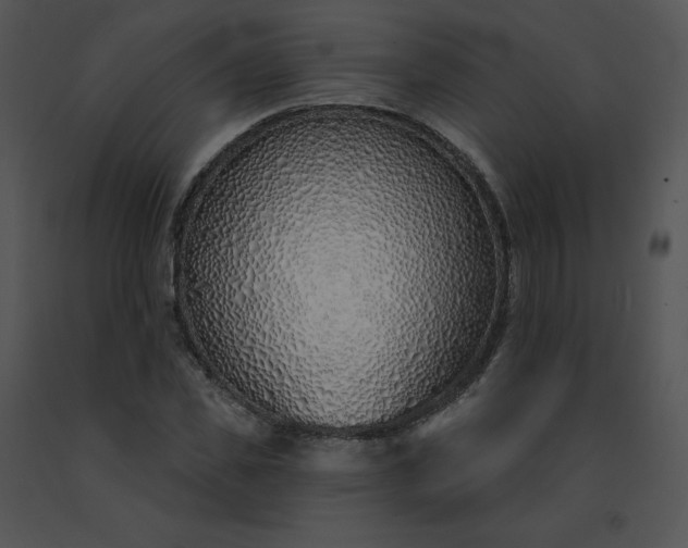 X0000091530925200708311307
