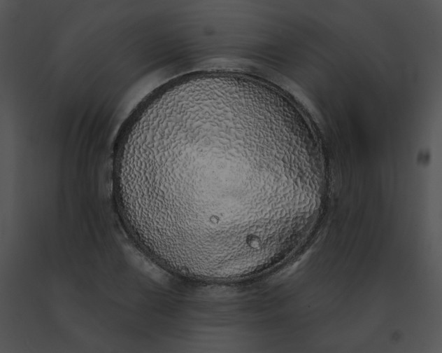 X0000091531075200708311306