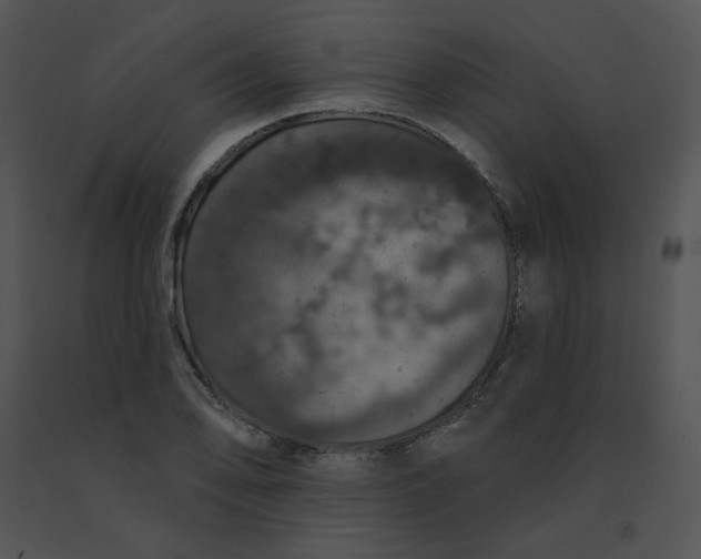 X0000091531078200708311306