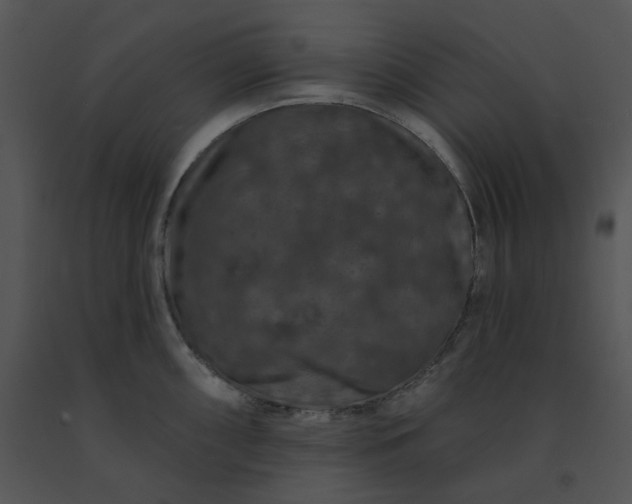 X0000091531098200708311305