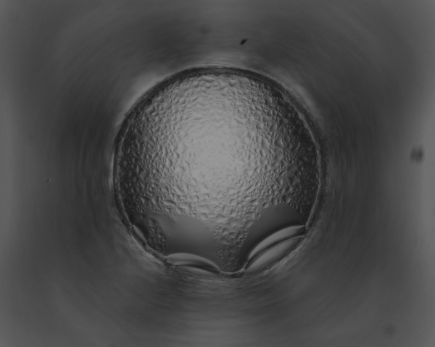 X0000091531224200708311303