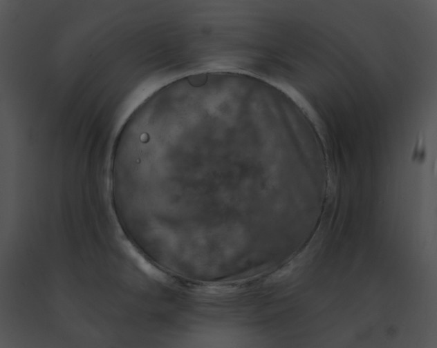 X0000091531294200708311303