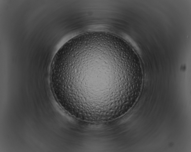 X0000091531386200708311301