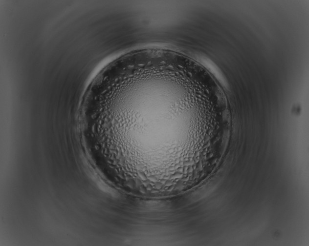 X0000091531436200708311301
