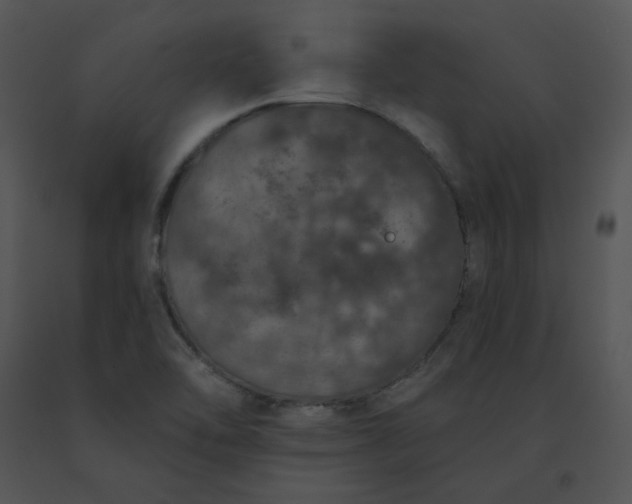 X0000091531462200708311300