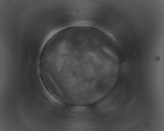 X0000091531470200708311300
