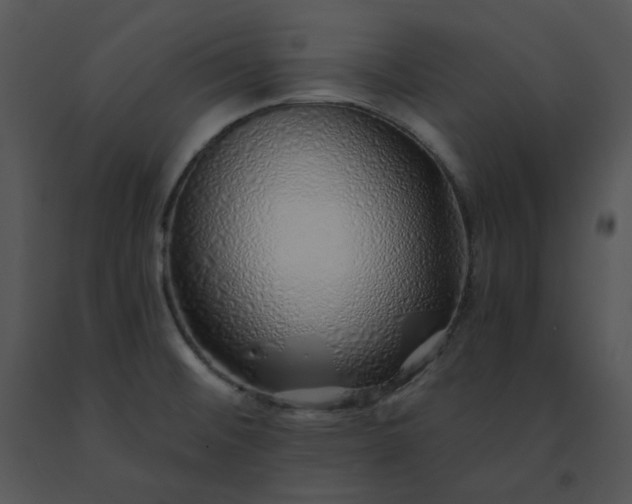 X0000091531476200708311300