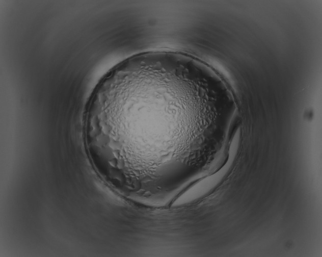 X0000091531480200708311300