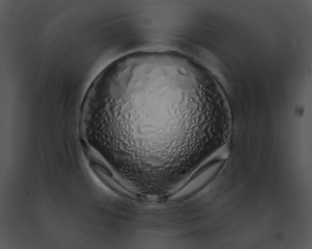 X0000091531484200708311300