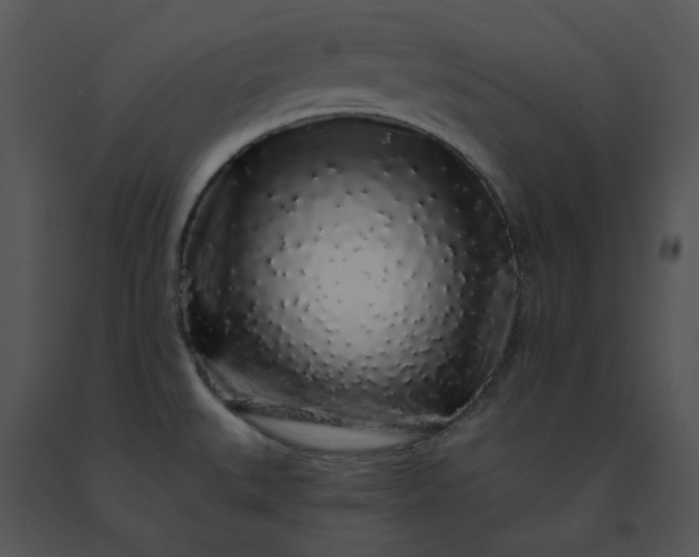 X0000091531527200708311300