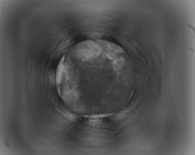 X0000091530240200709071048