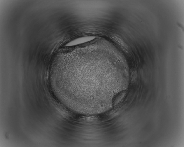 X0000091530365200709071046