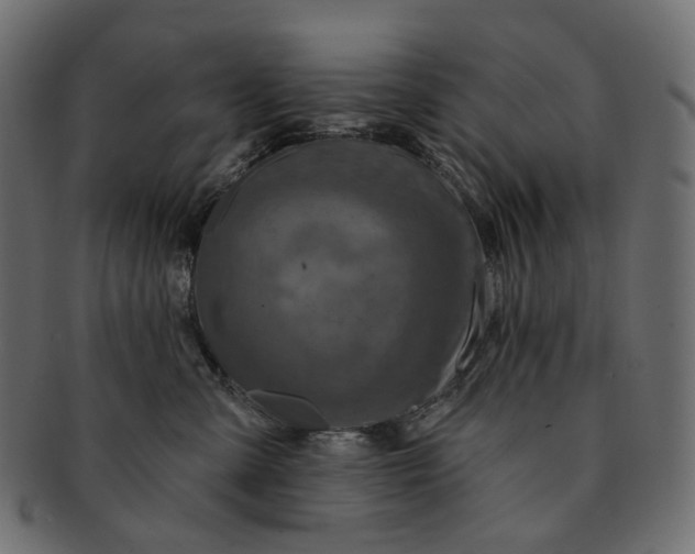 X0000091530427200709071045