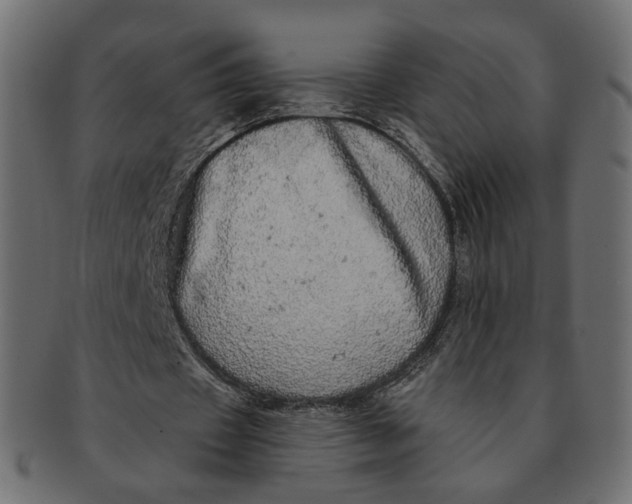 X0000091530433200709071044