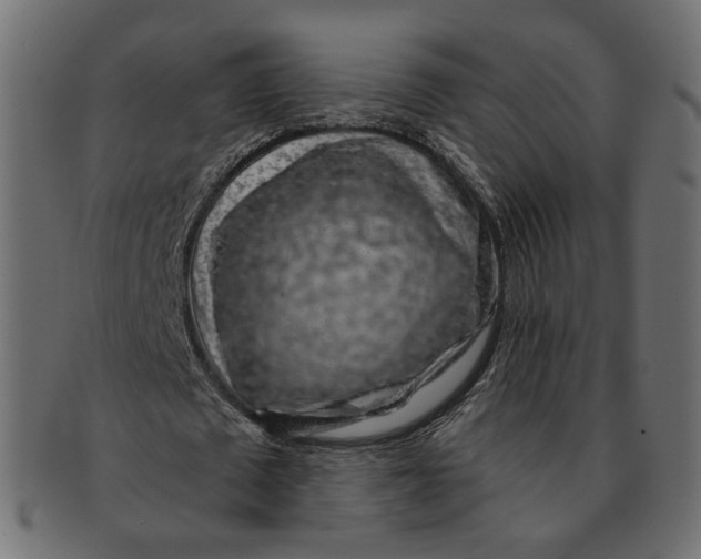 X0000091530673200709071041