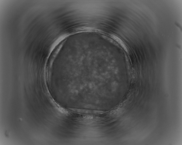 X0000091531098200709071035