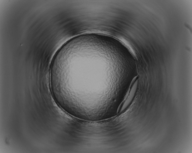 X0000091531100200709071035