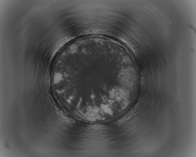 X0000091531117200709071034