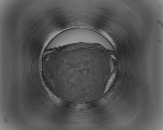 X0000091531144200709071034