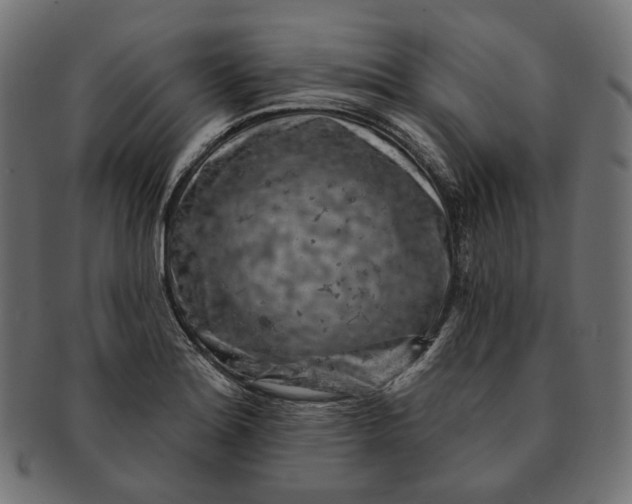 X0000091531180200709071033