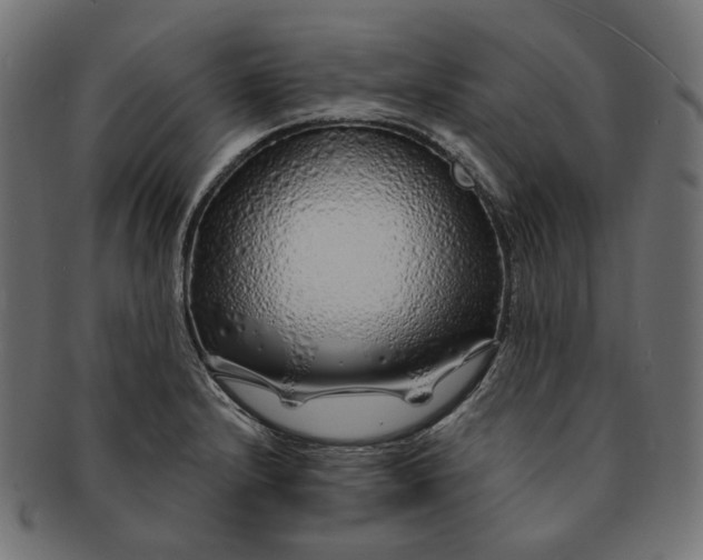 X0000091531232200709071033
