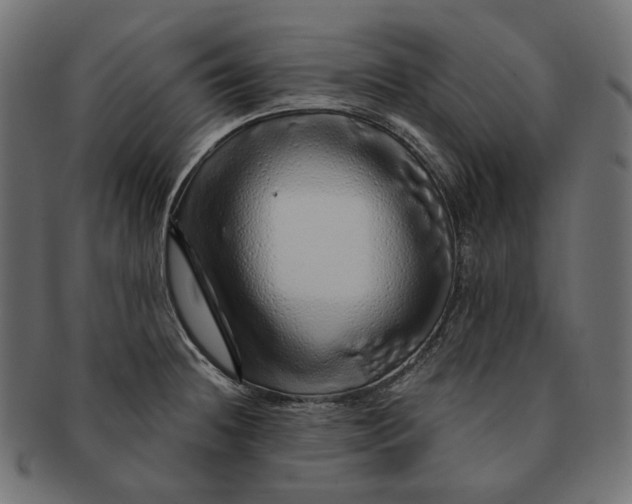 X0000091531236200709071033