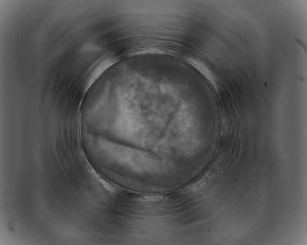 X0000091531290200709071032