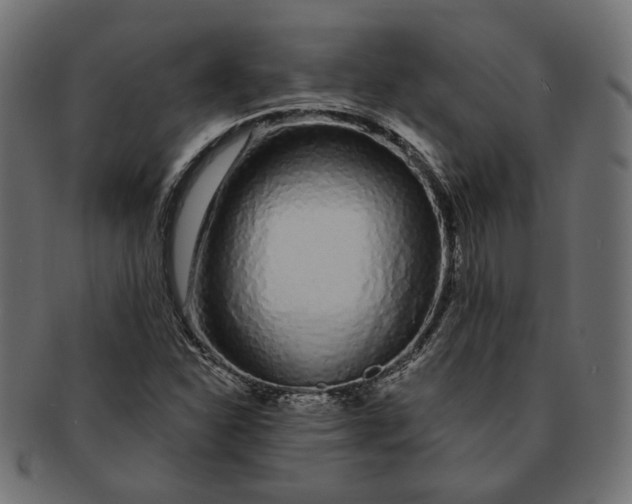 X0000091531310200709071031