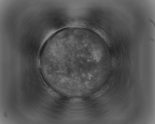 X0000091531462200709071029