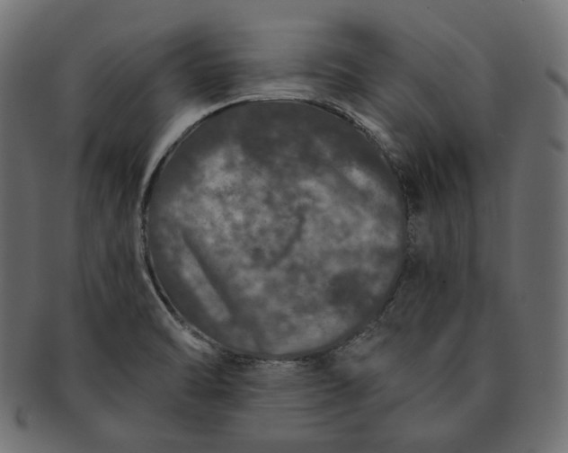 X0000091531470200709071029