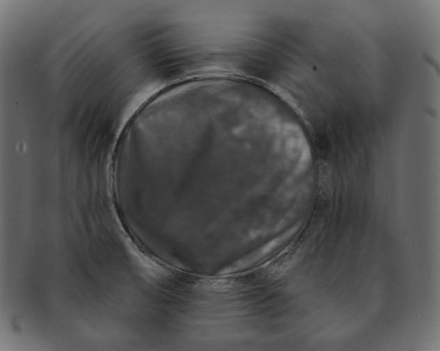 X0000091531474200709071029