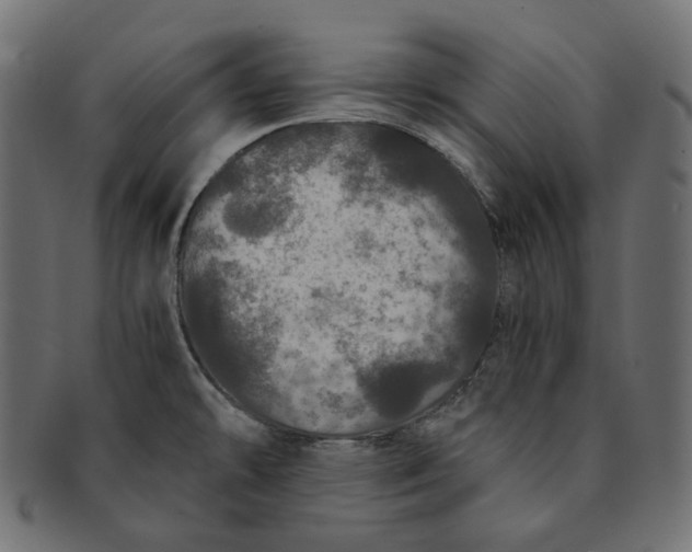 X0000091531478200709071029