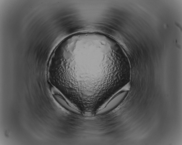 X0000091531484200709071029