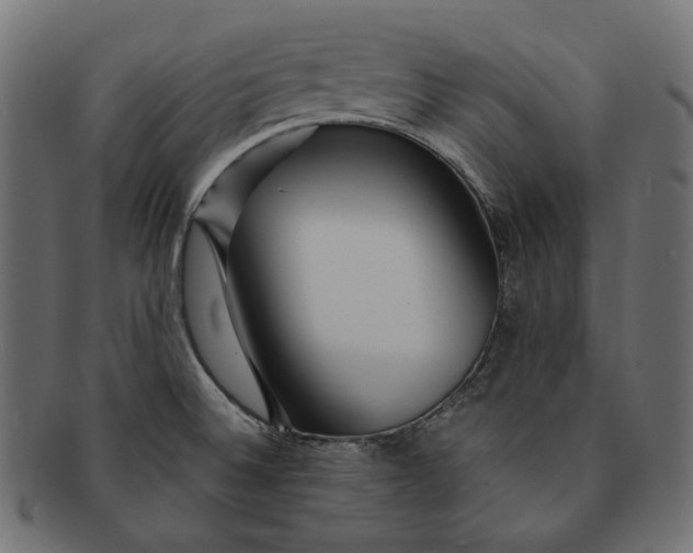 X0000091531524200709071029