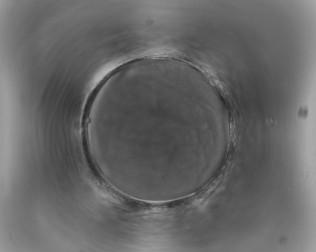 X0000091530196200709141442