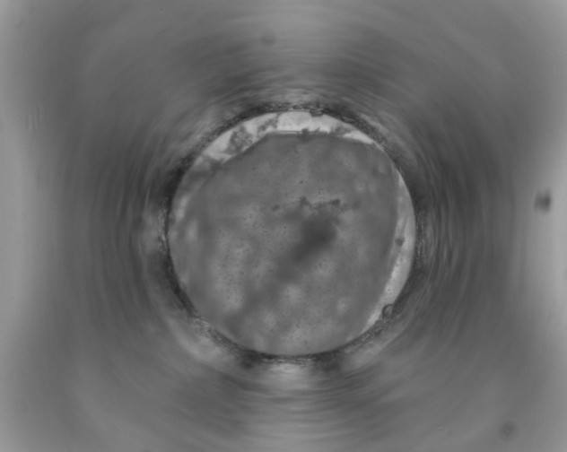 X0000091530236200709141441