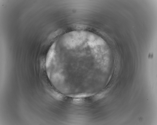 X0000091530240200709141441