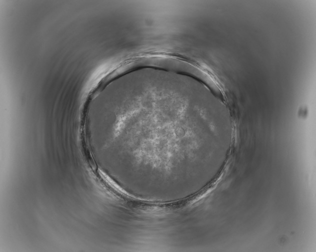 X0000091530293200709141441