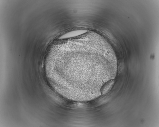 X0000091530365200709141440