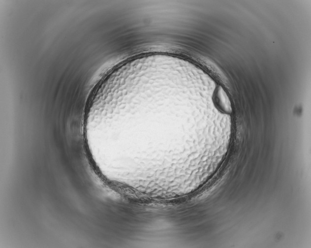 X0000091530938200709141432