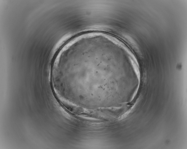 X0000091531180200709141429