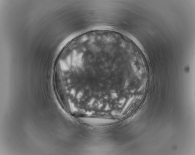 X0000091531245200709141429