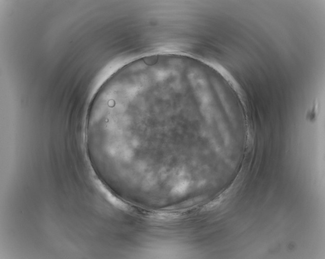 X0000091531294200709141428
