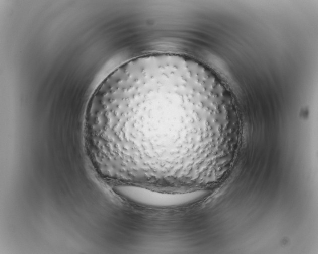 X0000091531378200709141426