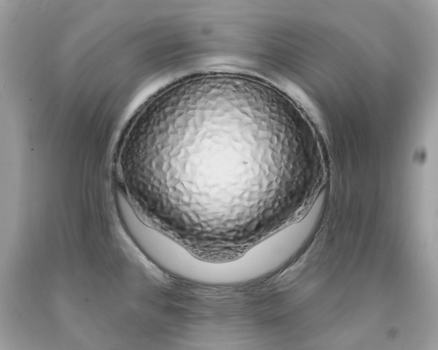 X0000091531384200709141426