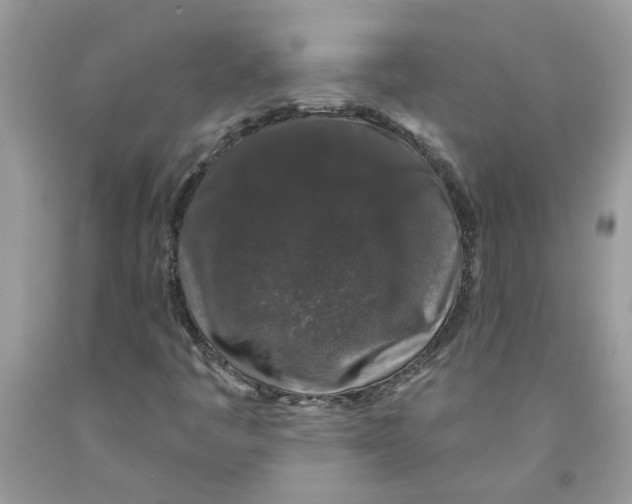 X0000091531445200709141425