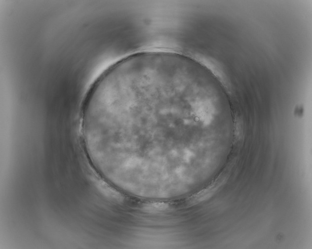 X0000091531462200709141425