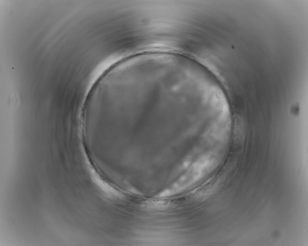 X0000091531474200709141425